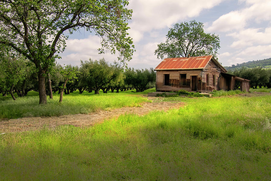Abandoned House In Olive Orchard Photograph