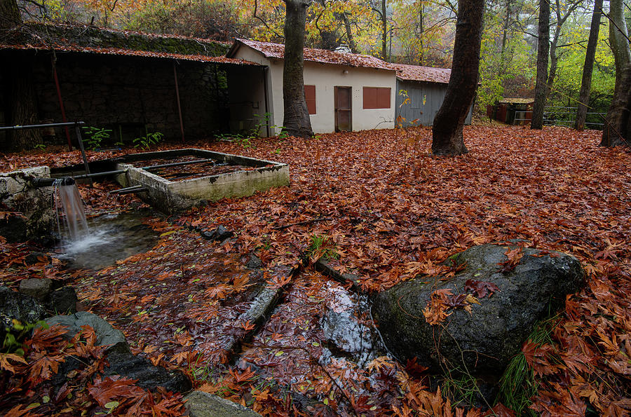 Abandoned house in the forest in autumn with yellow maple leaves in the ground Photograph by Michalakis Ppalis