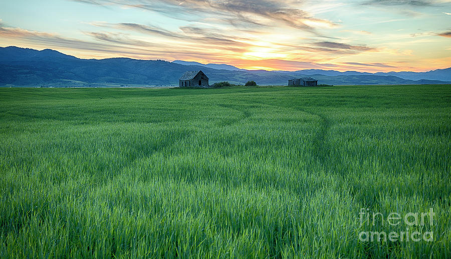 Nature Photograph - Abandoned in the Wheat by Idaho Scenic Images Linda Lantzy