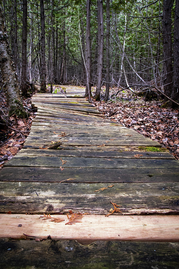 Abandoned Rickety Boardwalk Leading Through a Forest Photograph by John Twynam