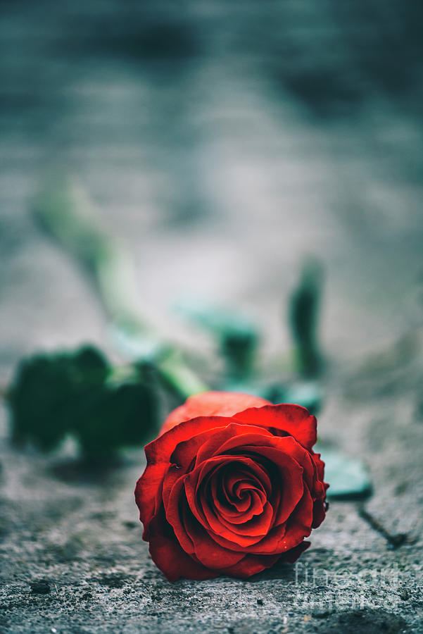 Abandoned rose Photograph by Jelena Jovanovic