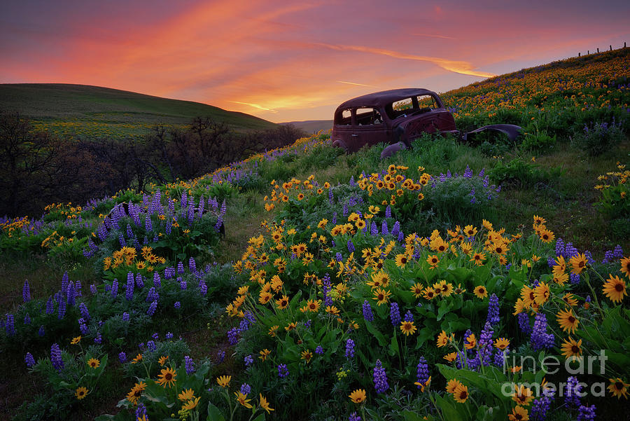 Abandoned Rusty Car in Flower Field in Columbia Gorge Photograph by Tom Schwabel