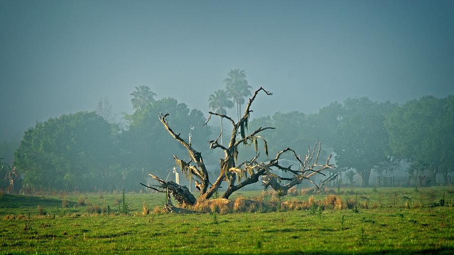 Abandoned Skeleton Tree Photograph by Douglas Barnett