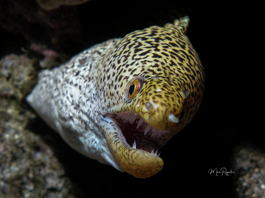 Abbott's moray eel / Koreha Puhi 2 Photograph by Mau Riquelme - Fine ...