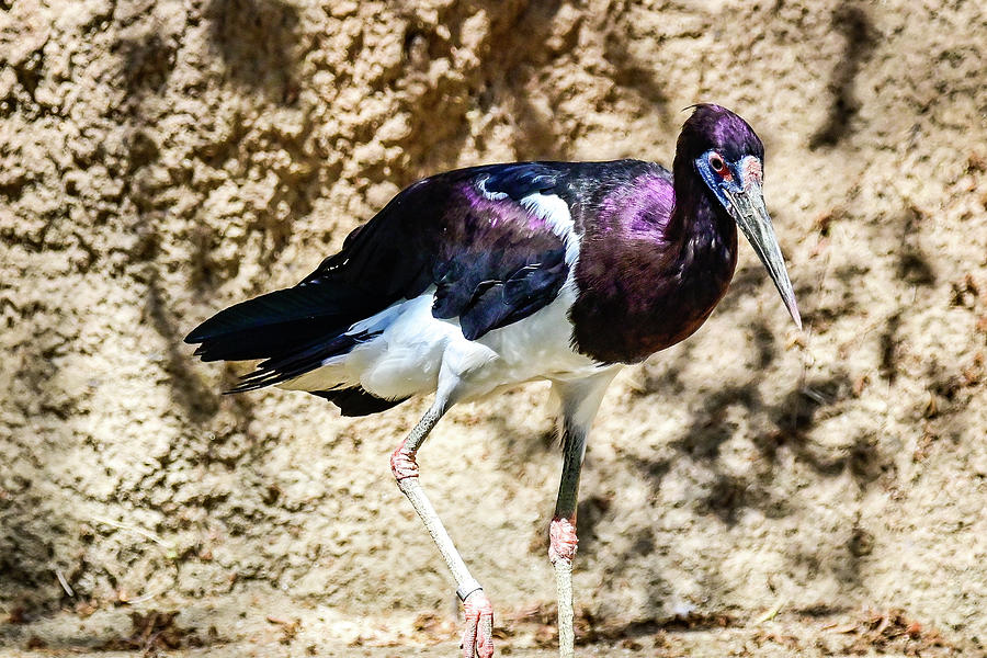 Abdims stork Photograph by Ed Stokes