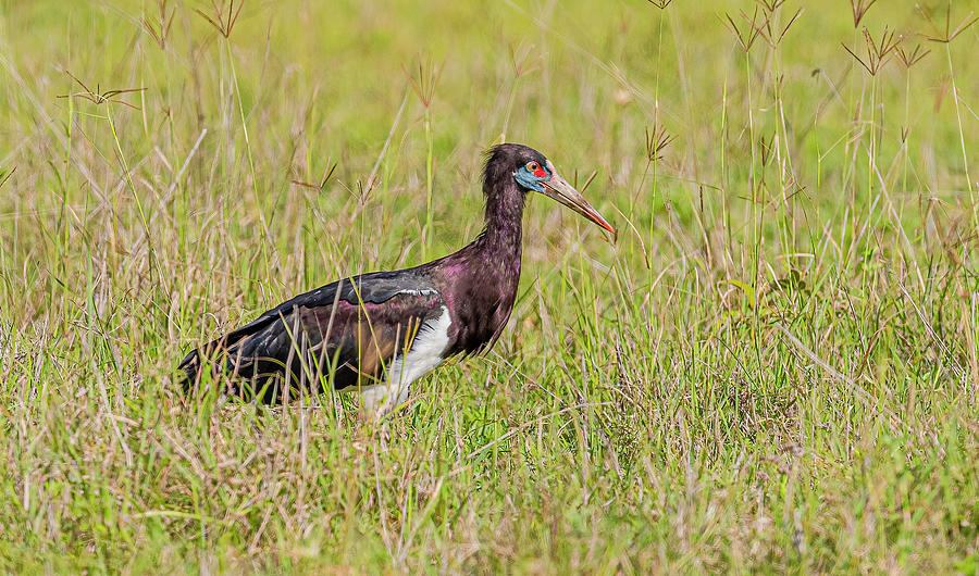 Abdim's Stork Photograph by Morris Finkelstein - Fine Art America