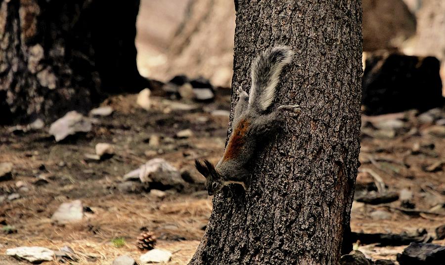 Aberts Squirrel Photograph by Dennis Boyd