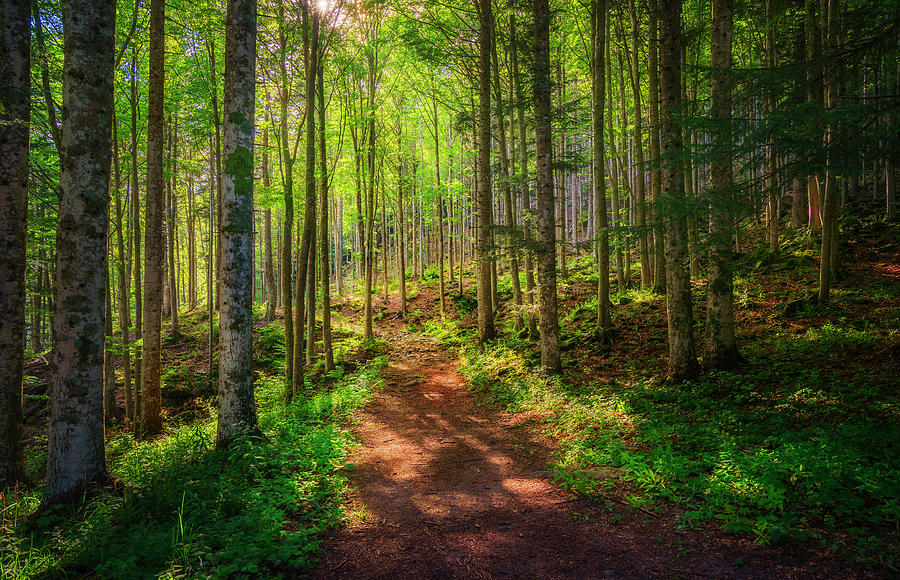 Path inside a Fir Forest. Abetone Photograph by Stefano Orazzini