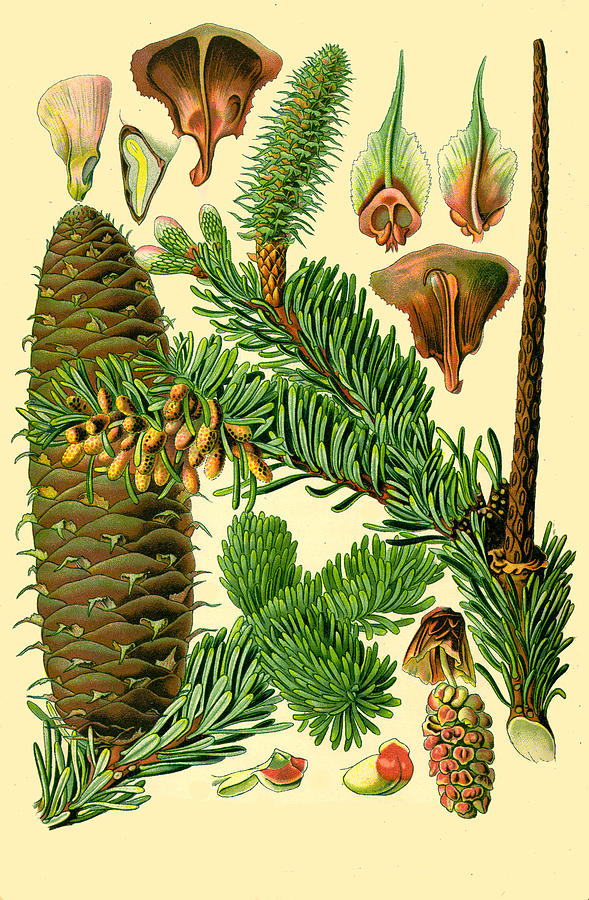 Abies alba Drawing by Otto Wilhelm Thome
