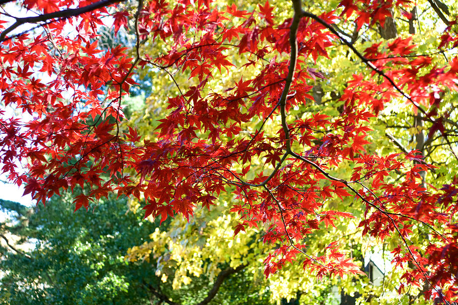 Ablaze With Color Photograph By Rudolf Volkmann