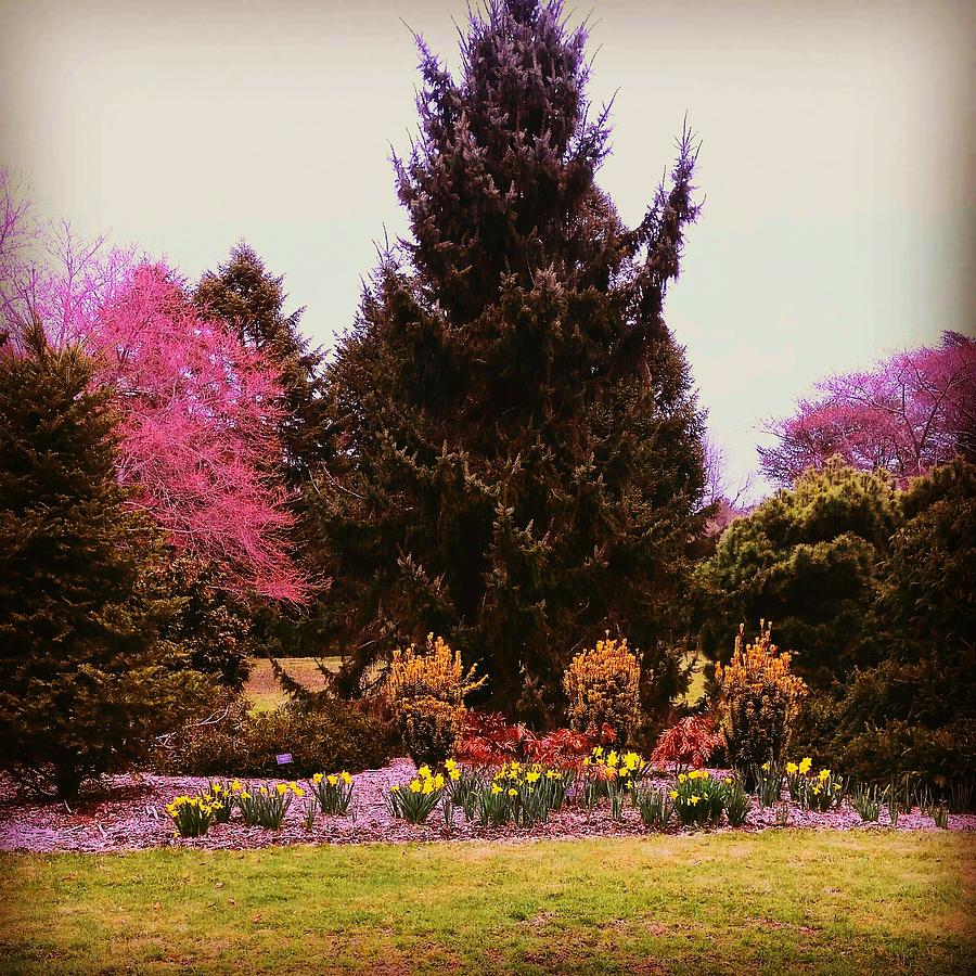Arboretum in Spring Photograph by Stacie Siemsen