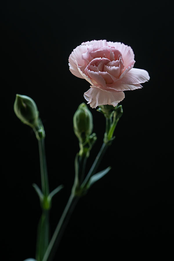 About a Carnation Photograph by Maggie Terlecki