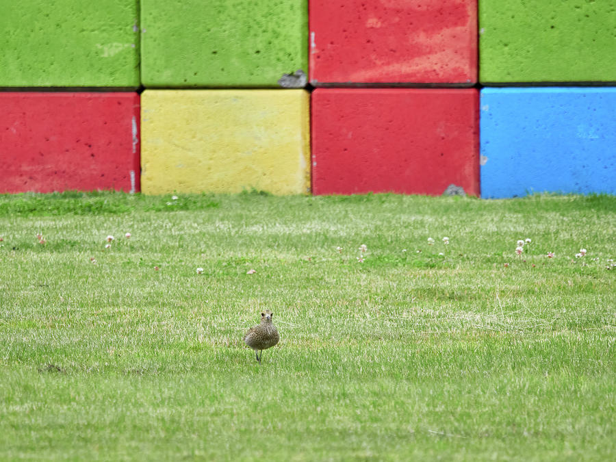 Summer Photograph - About that modern art. European golden plover by Jouko Lehto