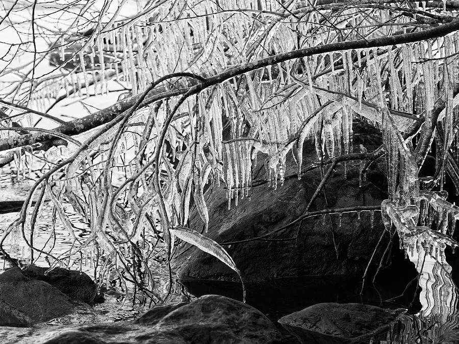About the coming winter. Icicles on branch 1 bw Photograph by Jouko Lehto