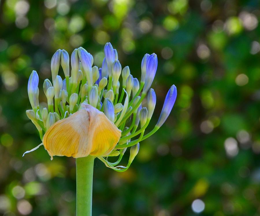 About to Bloom Agapanthus  Photograph by Marilyn MacCrakin