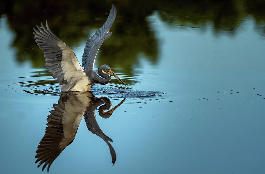 About to fly Photograph by Sarah-jane Laubscher - Fine Art America