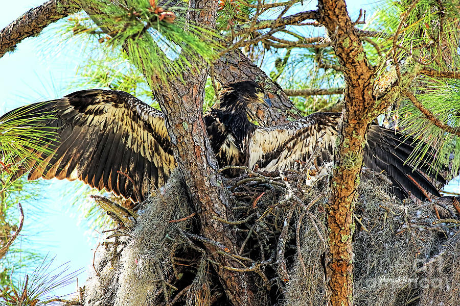 About To Leave The Nest Photograph