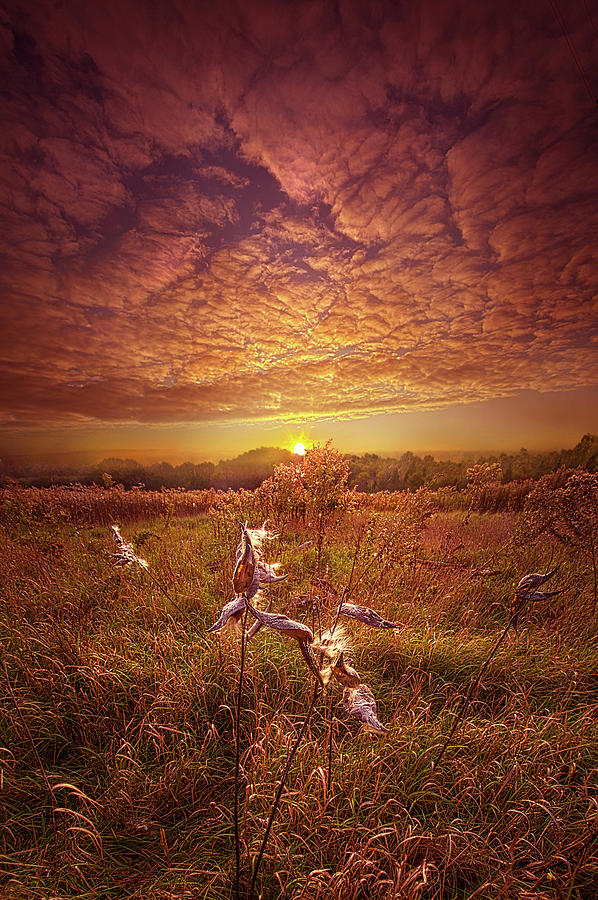 Above All Else Photograph by Phil Koch