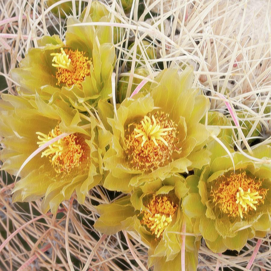 Above It All - Flowering Barrel Cactus Photograph by Rebecca Herranen