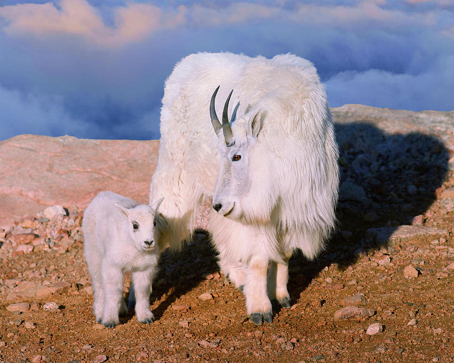 Above The Clouds. Mother And Kid - A Young Rocky Mountain Goat Stands Inquisitively Next To Its Mom. Photograph