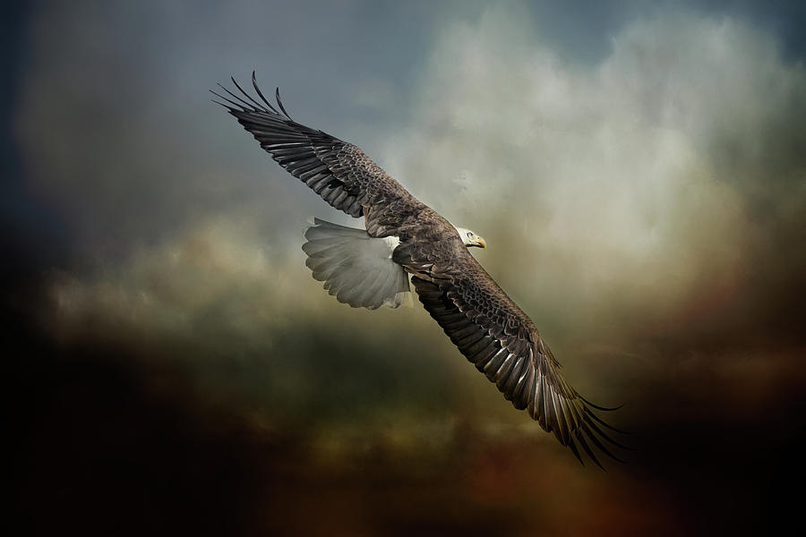 Above The Storm Two Bald Eagle Art Photograph by Jai Johnson