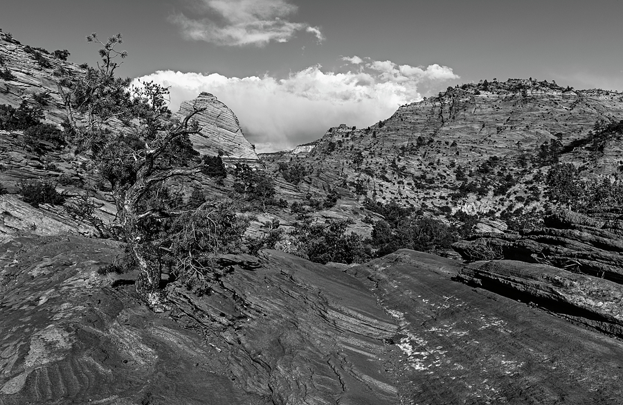 Above Zion Canyon - Black and White Photograph by Loree Johnson