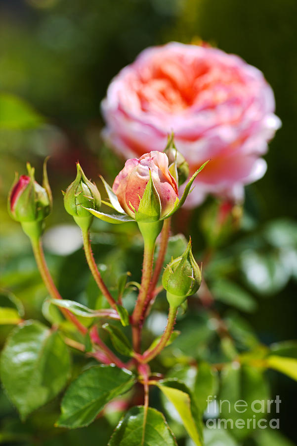 Nature Photograph - Abraham Darby Four Rose Buds  by Joy Watson