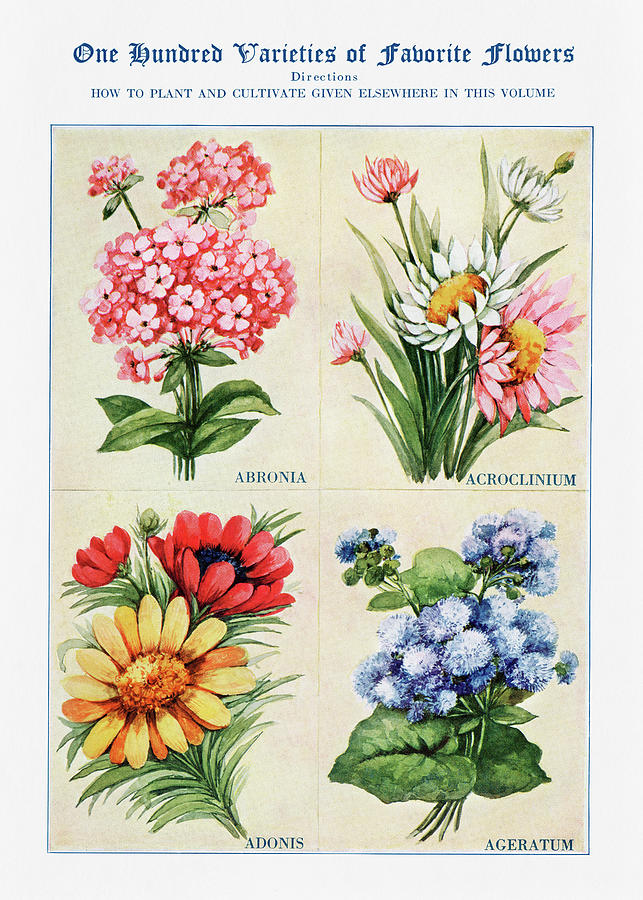 Abronia Digital Art - Abronia, Agroclinium, Adonis, Ageratum - Vintage Flower Illustration - The Open Door to Independence by Studio Grafiikka