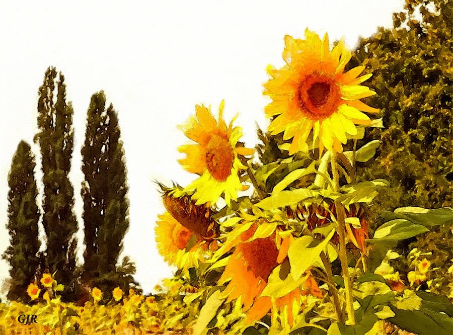 Nature Digital Art - Absolute Flower Gloria Catus 3 No. 1 - Sunflower Beauty L A S by Gert J Rheeders