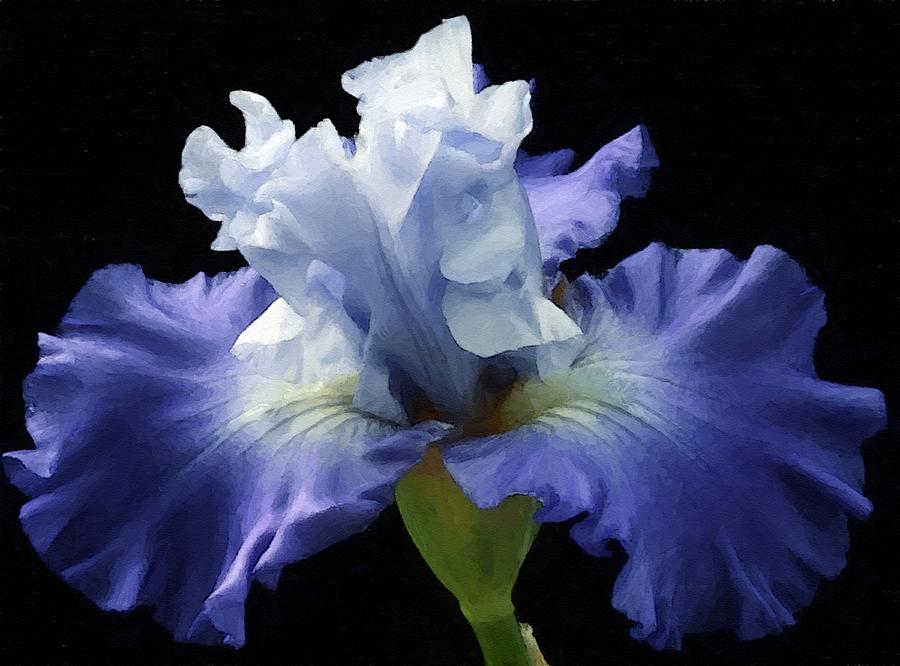 Absolute Flower Gloria Catus 3 No.2 - Blue Iris Beauty L B Digital Art