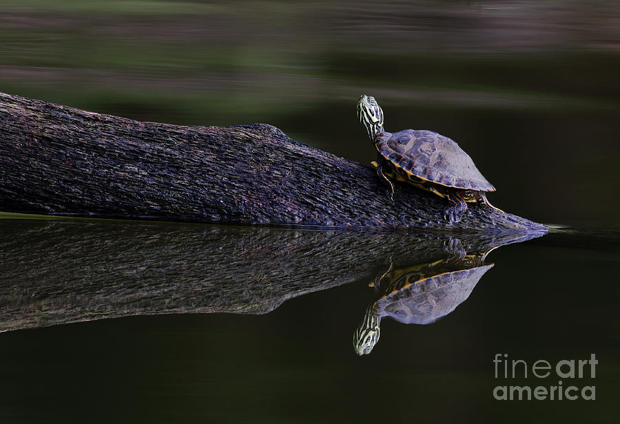 Absract Turtle Photograph by Douglas Stucky