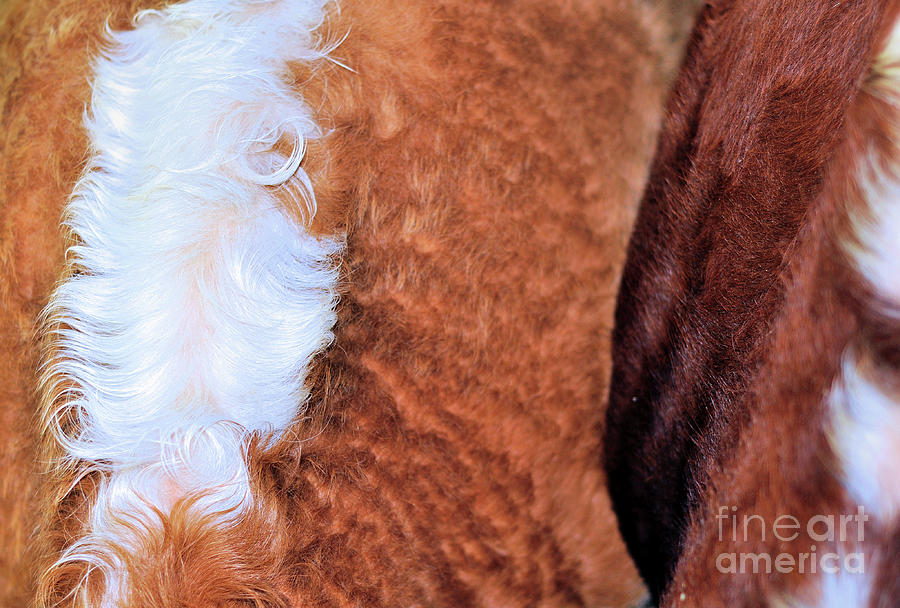 Abstract    .. Cowhide # 1 Photograph