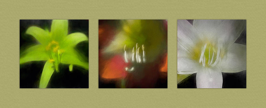 Abstract Amaryllis Triptych Photograph