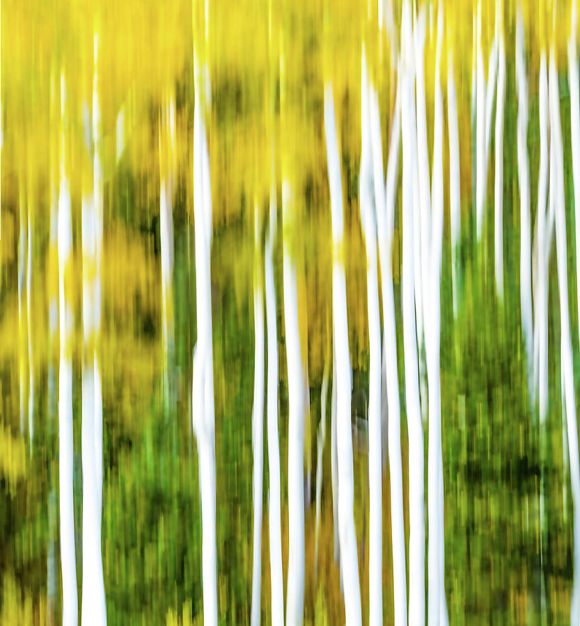 Abstract Aspen 2 Photograph by David Downs