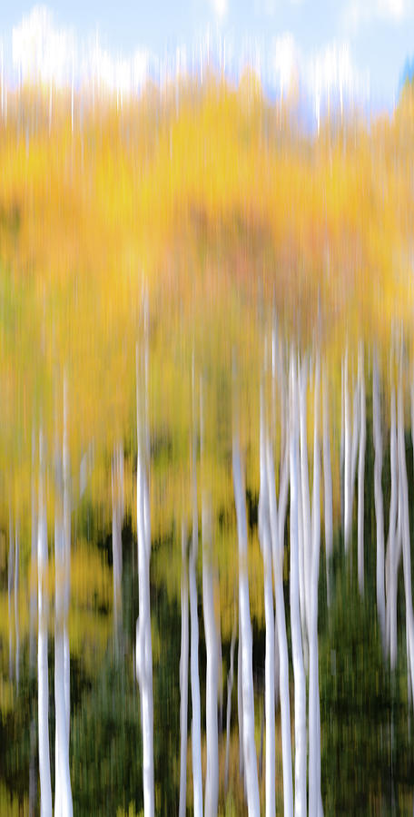 Abstract Aspen 3 Photograph by David Downs