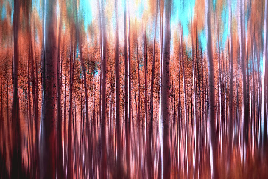 Abstract Aspen Fiery Fall Foliage Photograph
