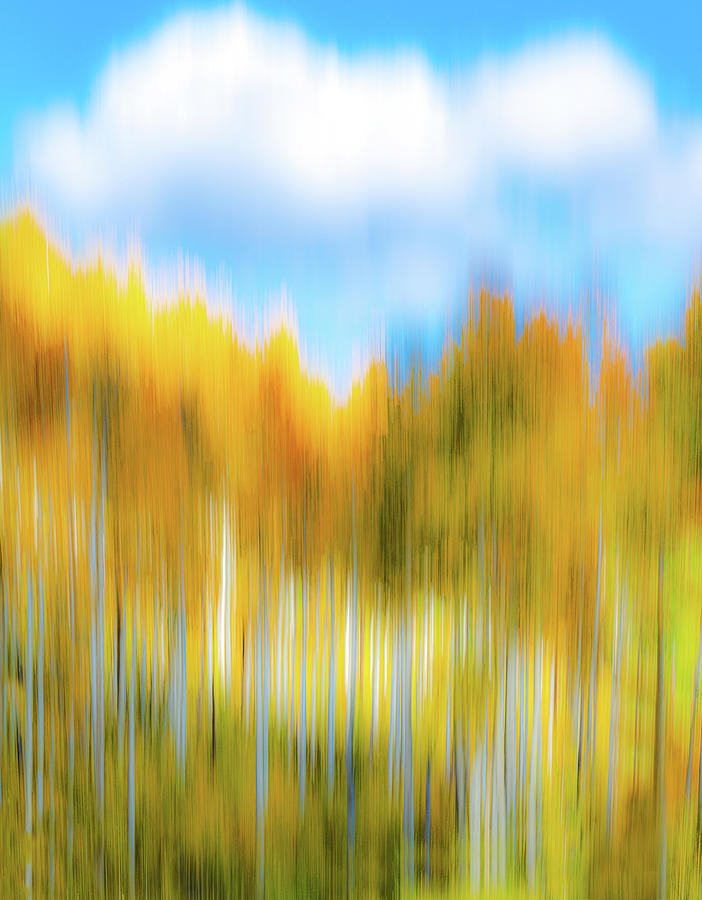 Abstract Aspen Grove Photograph by David Downs