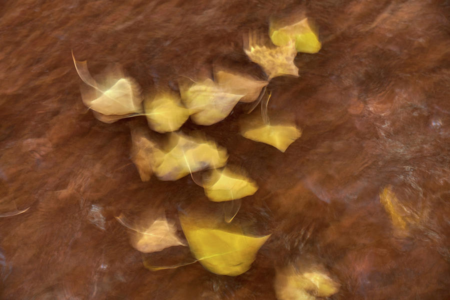 Abstract Aspen Leaves Photograph by Paul Freidlund