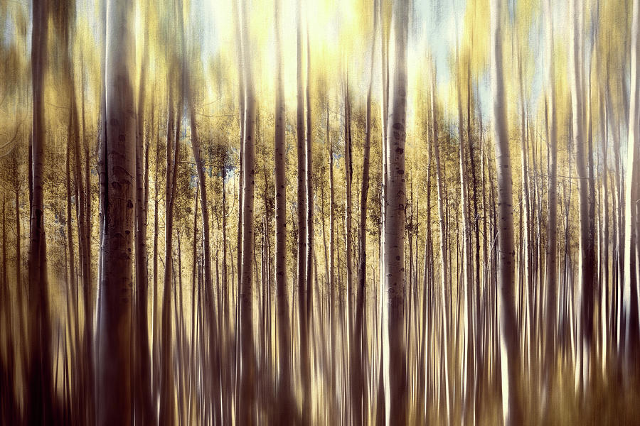 Abstract Aspen Rich Colors Of Nature Photograph