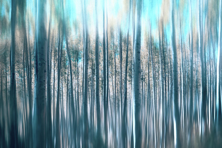 Abstract Aspen Winter Woodland Photograph by Carol Japp