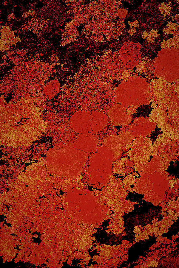 Abstract Photograph - Abstract Autumn by David Beard Abstract Photograph - Abstract Autumn by David Beard