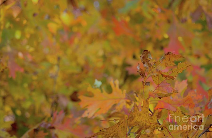 Abstract autumn Photograph by Fred Sheridan