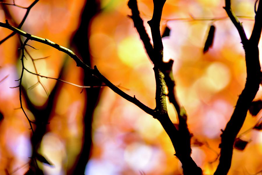 Abstract Autumn Hues Photograph