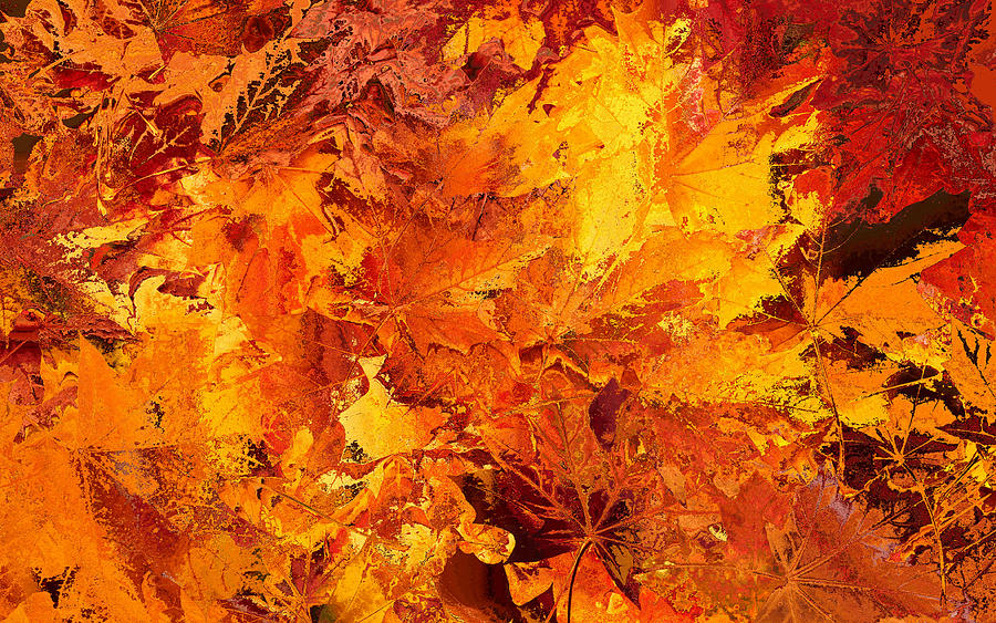 Abstract Autumn Leaves Photograph