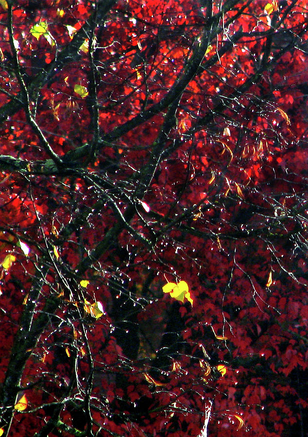Abstract Autumn, Red Photograph by Jaeda DeWalt