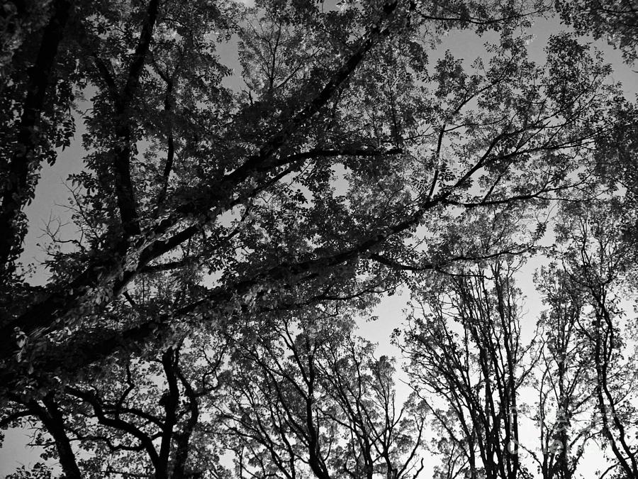 Abstract Autumn Sunlit Tree Branches - Mono Photograph by Frank J Casella