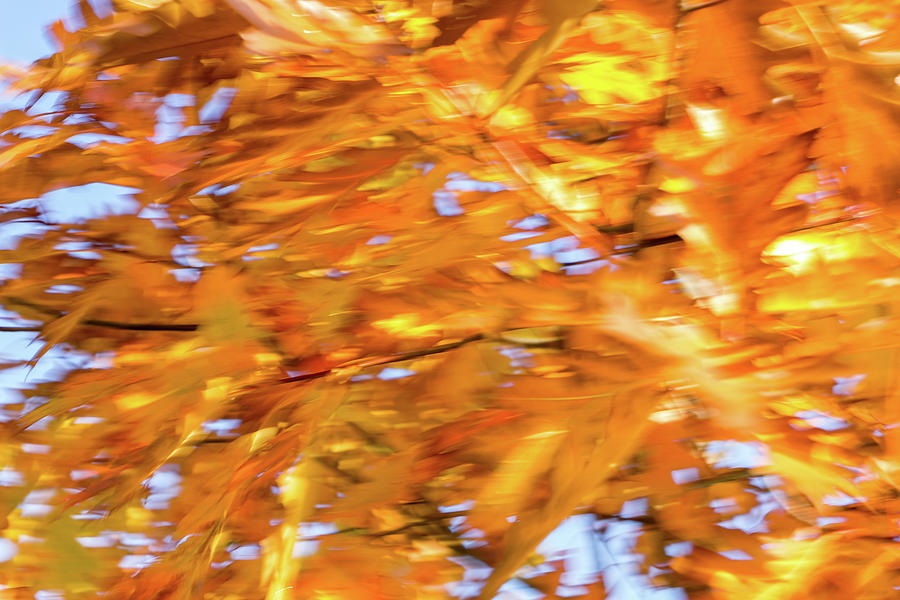 Abstract Autumnal Harmony - Bold Freeform Motion in a Yellow Oak Tree Crown Photograph by Georgia Mizuleva