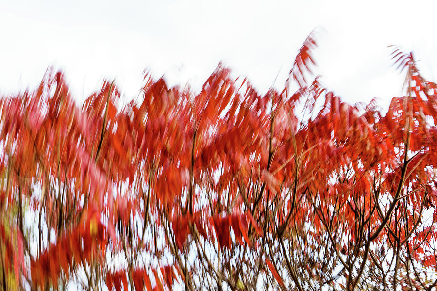 Abstract Autumnal Harmony - Mesmerising Sumac Motion in Scarlet and Vermillion Photograph by Georgia Mizuleva