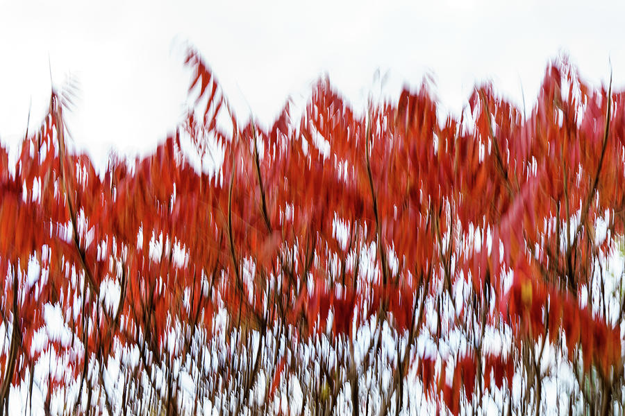 Abstract Autumnal Harmony - Mesmerizing Sumac Motion in Bold Crimson and Vermilion Photograph by Georgia Mizuleva