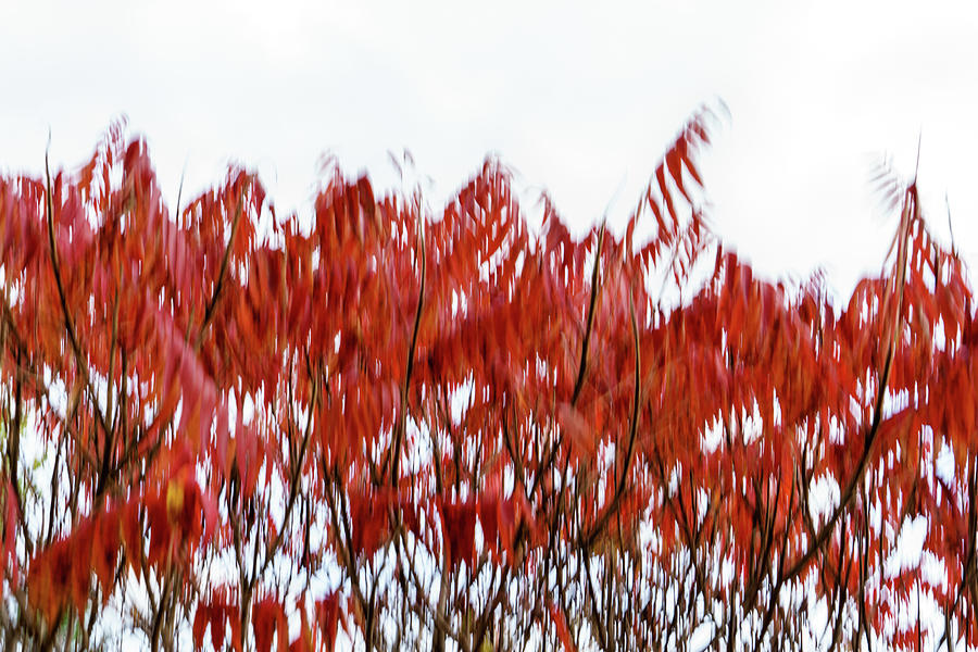 Abstract Autumnal Harmony - Mesmerizing Sumac Motion in Bold Vermilion and Crimson Photograph by Georgia Mizuleva